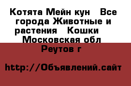 Котята Мейн кун - Все города Животные и растения » Кошки   . Московская обл.,Реутов г.